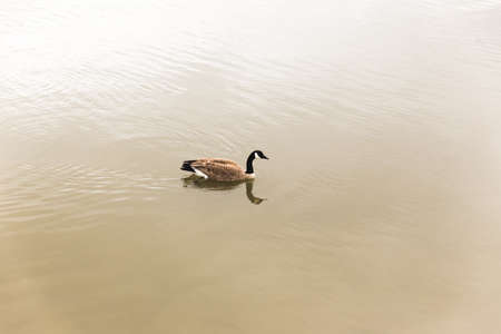 Canadian goose swimming over calm river water.の写真素材