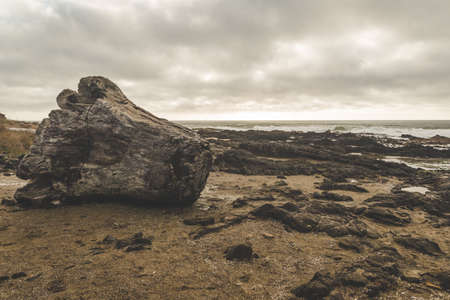 A large old driftwood stump washed ashore onto a jagged beach.の写真素材