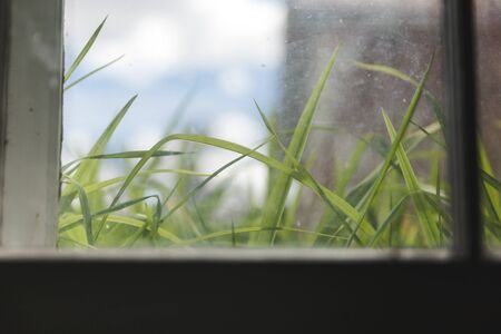 Green blades of grass seen through a basement window.の写真素材