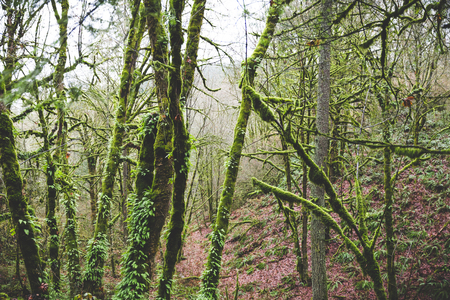 Mossy green trees in a dense forest in the Pacific Northwest USA.の写真素材