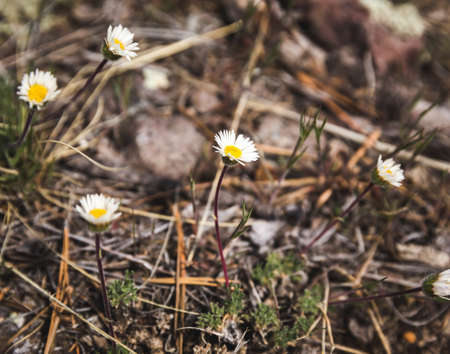Closeup of small flowers with white petals and yellow centers.の写真素材