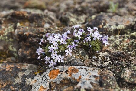 Small, purple, wild flowers on rocks with lichen.の写真素材