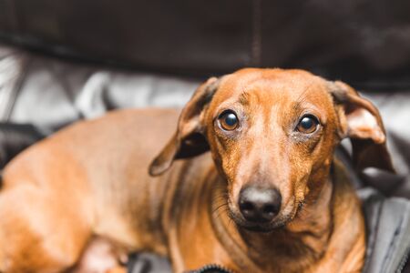 Adorable weinder dog or dachsund sitting on a jacket on a couch and looking at the camera.の写真素材