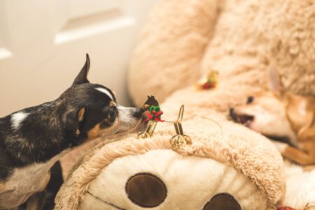 Black chihuahua dog staring at and sniffing a Christmas ornament resting on a stuffed bear leg.の写真素材