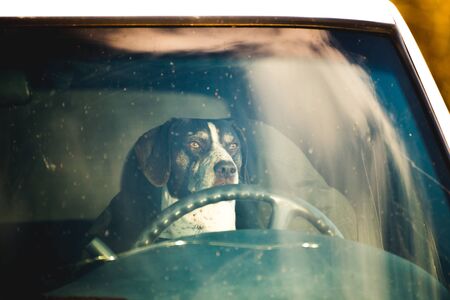 German Shorthaired Pointer sitting behind the steering wheel of a vehicle.の写真素材
