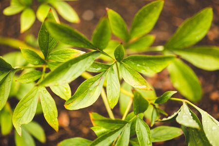 Closeup of a plant and its leaves.の写真素材
