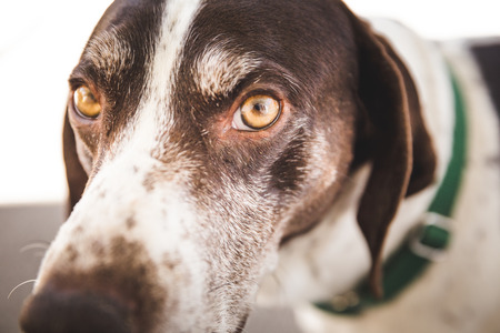 Close up of the eyes and face of a mature, male German Shorthaired Pointerの写真素材