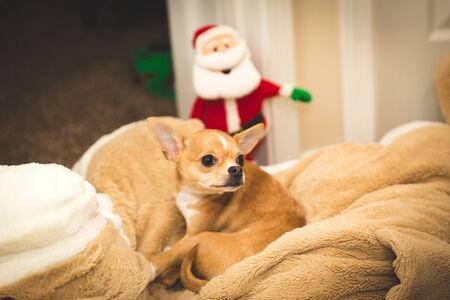 Chihuahua puppy lounging and falling asleep on a large cushion.の写真素材