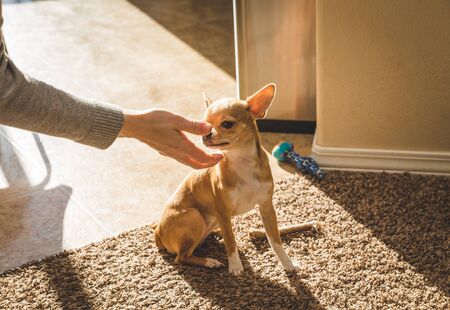 Small golden chihuahua dog sitting in a warm, sunlit room.の写真素材