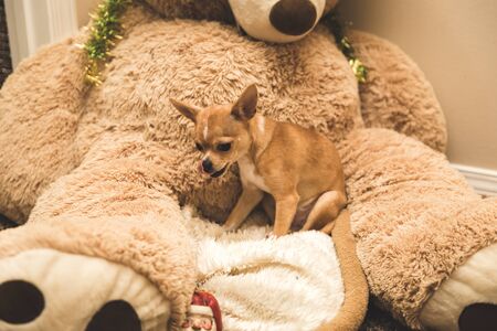 Mini chihuahua sitting on the lap of a giant stuffed teddy bear.の写真素材