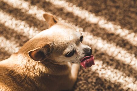 Small chihuahua puppy laying on carpet with its tongue out.