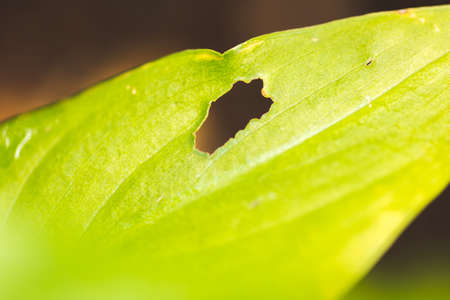 Closeup of a plant and its leaves.の写真素材