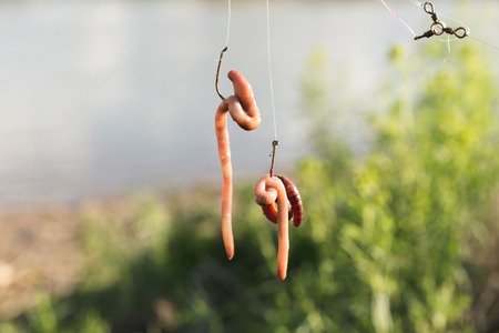Earthworms hang from fishing hooks near a river.の写真素材