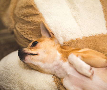 Chihuahua puppy lounging and falling asleep on a large cushion.の写真素材