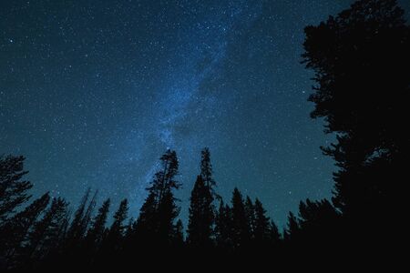 Stars and the Milky Way above tall forest trees at night.の写真素材