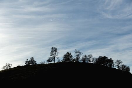 Trees against blue sky with wispy clouds.の写真素材
