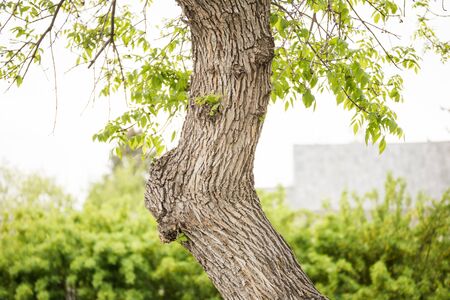 Details of the side of a maple tree in spring.の写真素材