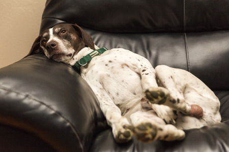 German shorthaired pointer laying on a couch and looking very lazy.