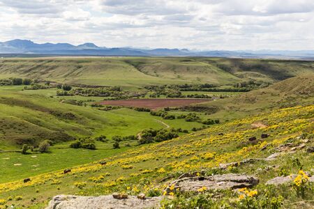 Yellow wildflowers on a hillside with a big view in Eden, Montana, USA.の写真素材