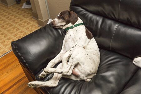 German shorthaired pointer laying on a couch and looking very lazy.の写真素材