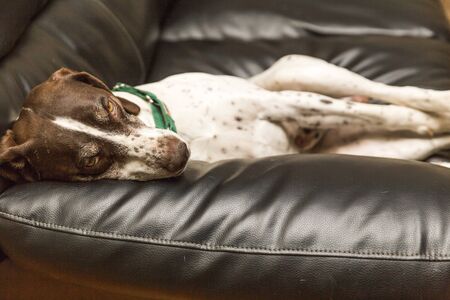 German shorthaired pointer laying on a couch and looking very lazy.の写真素材