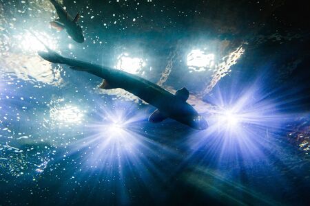 Large sturgeon fish swimming under the bright lights of an aquarium.の写真素材