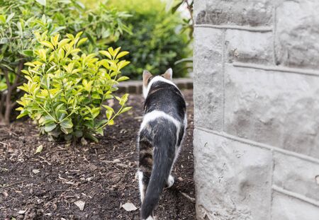 Cat walking near stone building in lush garden area.の写真素材