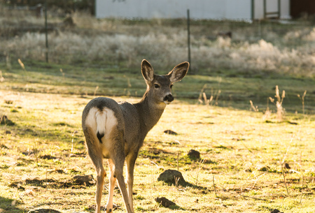 Adult female mule deer  standing in grass near a home.の写真素材