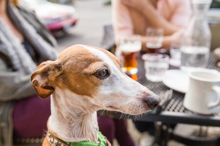 An adult Italian greyhound looking on while sitting at a table in a cafe or restaurant patio.の写真素材