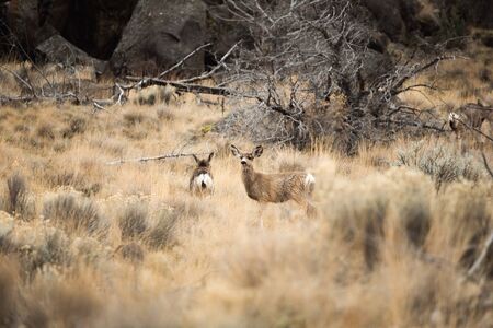 Mule deer standing in tall, dry brush grass in desert landscape.の写真素材