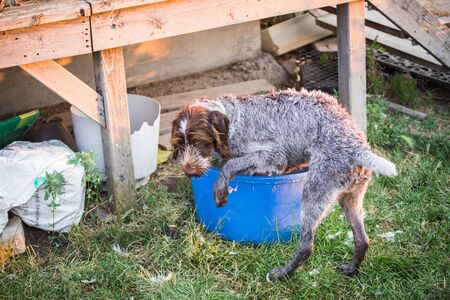 German Wirehaired Pointer standing inside a blue water tub.の写真素材