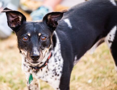 Fox terrier and rat terrier mixed-breed dog.の写真素材