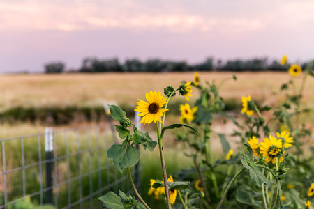 Sunflowers blooming in a garden on rural property.の写真素材