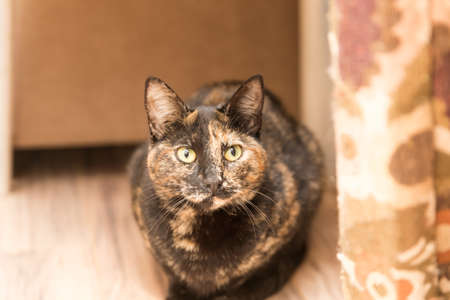 Adult cat with black and brown fur and yellow or green eyes. Home interior setting.の写真素材