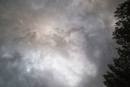 Upward perspective of thick storm clouds near tall trees.の写真素材