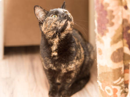 Adult cat with black and brown fur and yellow or green eyes. Home interior setting.の写真素材