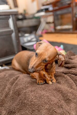 Adult dachshund with brown fur chews on a treat while sitting on a brown dog bed.の写真素材