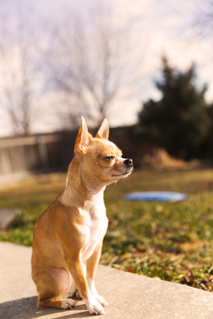Purebred chihuahua with fawn fur sitting outside in sunlight and looking on.の写真素材