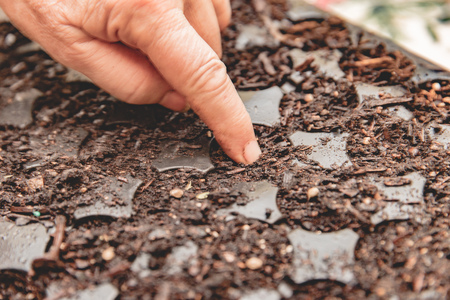 Healthy soil prepared for seeds or seedlings.