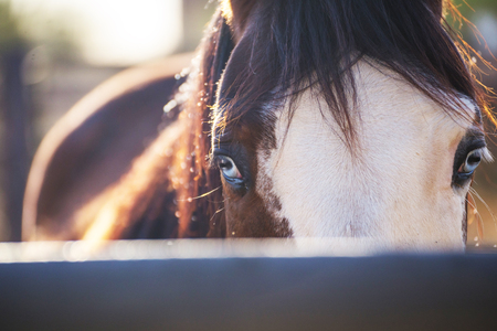 Close up portrait of horse with bright blue eyes looking at camera. Desert horse stable setting.の写真素材