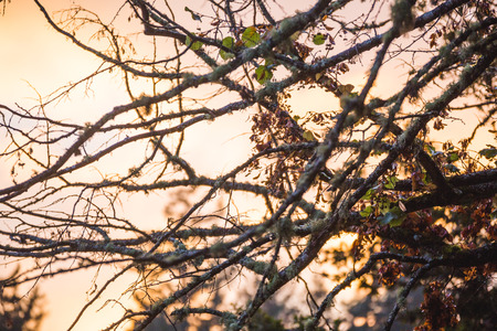 Soft orange sky glowing behind tree branches. Branches have little or no leaves. Fall setting.の写真素材