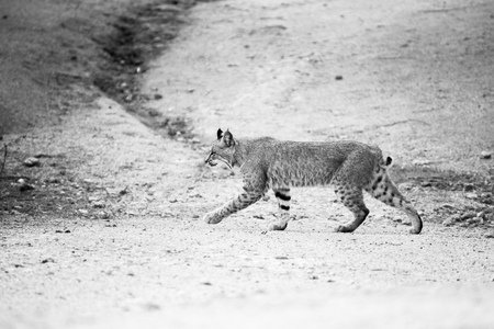 An adolescent bobcat walks across a path in the  back yard of a home in Scottsdale, Arizona. Black and white photograph.の写真素材