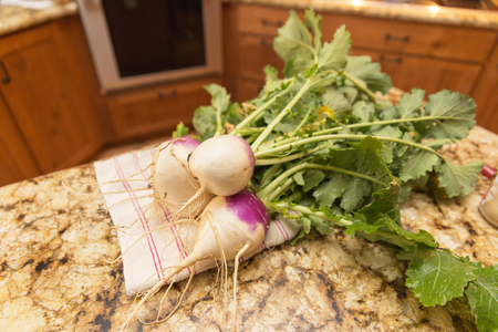 Large, healthy turnips pulled from a home garden.の写真素材