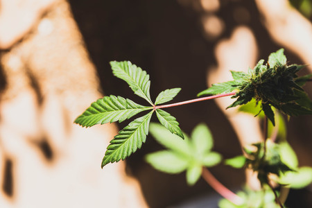 Close up details of cannabis or marijuana leaf in outdoor setting.の写真素材