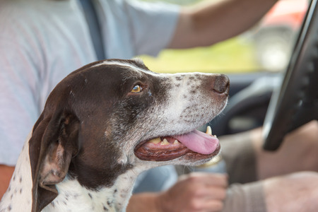 Adult German Shorthaired Pointer panting and riding in a car alongside its owner.の写真素材