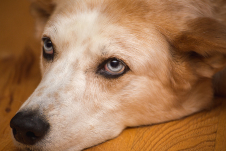 A white and brown mixed-breed dog with bright blue eyes lays on a wooden floor, looking bored.の写真素材