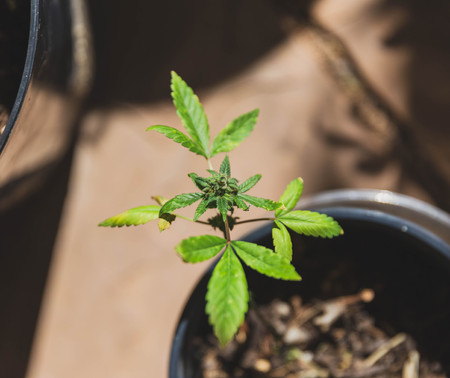 Close up details of cannabis or marijuana leaf in outdoor setting.の写真素材
