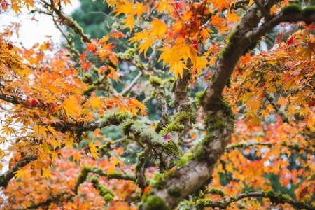 Vivid orange and yellow-colored leaves on a Japanese maple tree.の写真素材
