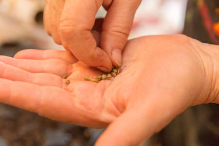 Person picking up a seed to inspect or plant the seed.の写真素材