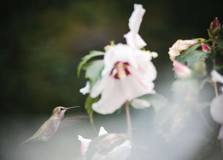 A hummingbird eats nectar from a white flower in early fall.の写真素材